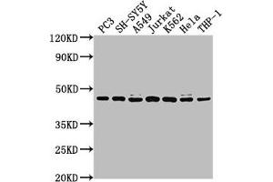 Western Blot Positive WB detected in: PC3 whole cell lysate, SH-SY5Y whole cell lysate, A549 whole cell lysate, Jurkat whole cell lysate, K562 whole cell lysate, Hela whole cell lysate, THP-1 whole cell lysate All lanes: CSNK2A3 antibody at 1:2000 Secondary Goat polyclonal to rabbit IgG at 1/50000 dilution Predicted band size: 46 kDa Observed band size: 46 kDa (CSNK2A3 Antikörper  (AA 151-391))