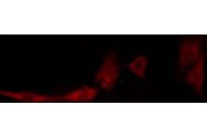 ABIN6274128 staining HeLa cells by IF/ICC. (TNFSF13 Antikörper  (Internal Region))