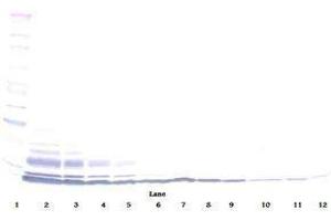 Image no. 3 for anti-Chemokine (C-C Motif) Ligand 3-Like 1 (CCL3L1) antibody (ABIN465214) (CCL3L1 Antikörper)