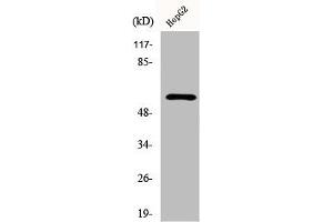 Western Blot analysis of 293 cells using Dab1 Polyclonal Antibody (DAB1 Antikörper)