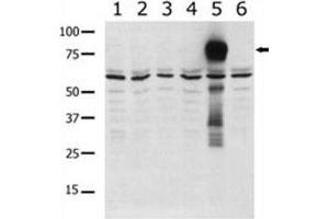 Western blot analysis of PAK5 antibody in lysate from transiently transfected COS7 cells. (PAK7 Antikörper  (AA 168-198))