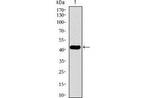 Western blot analysis using TUBB2A mAb against human TUBB2A recombinant protein.