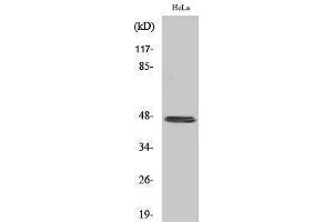 Western Blotting (WB) image for anti-Keratin 20 (KRT20) (C-Term) antibody (ABIN3184233) (KRT20 Antikörper  (C-Term))