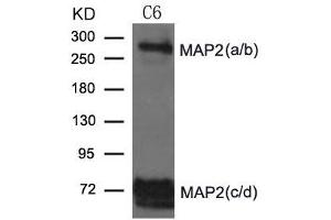 Western blot analysis of extract from C6 cells using MAP2 Antibody (MAP2 Antikörper)