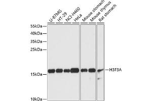 Western blot analysis of extracts of various cell lines, using Histone H3. (Histone 3 Antikörper  (AA 1-136))