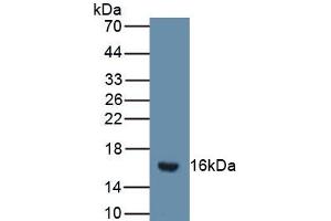 Detection of Recombinant SFRP5, Mouse using Polyclonal Antibody to Secreted Frizzled Related Protein 5 (SFRP5) (SFRP5 Antikörper  (AA 48-161))