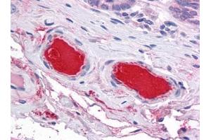 Human Small Intestine, Vessels: Formalin-Fixed, Paraffin-Embedded (FFPE) (C9 Antikörper)