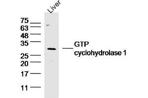 Mouse liver lysates probed with GTP cyclohydrolase 1 Polyclonal Antibody, unconjugated  at 1:300 overnight at 4°C followed by a conjugated secondary antibody at 1:10000 for 60 minutes at 37°C. (GCH1 Antikörper  (AA 34-110))