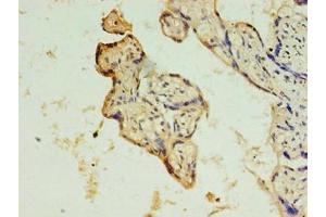 Immunohistochemistry of paraffin-embedded human placenta tissue using ABIN7150902 at dilution of 1:100 (CCDC135 Antikörper  (AA 1-300))