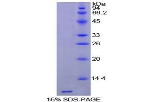 SDS-PAGE analysis of Horse Thymosin beta 4 Protein. (TMSB4X Protein)