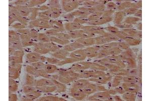 IHC image of ABIN7163226 diluted at 1:100 and staining in paraffin-embedded human heart tissue performed on a Leica BondTM system. (PITPNA Antikörper  (AA 1-270))