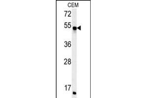 FKBP8 Antibody (Center) (ABIN652170 and ABIN2840576) western blot analysis in CEM cell line lysates (35 μg/lane). (FKBP8 Antikörper  (AA 199-226))