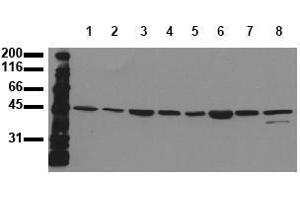 Western Blotting (WB) image for anti-Mitogen-Activated Protein Kinase Kinase 7 (MAP2K7) antibody (ABIN126842) (MAP2K7 Antikörper)