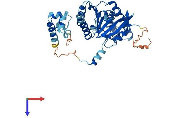 RAD51C Protein (AA 1-376) (His tag)