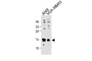 TXN Antibody (C-term) (ABIN1881960 and ABIN2843269) western blot analysis in A549,MDA-M cell line lysates (35 μg/lane). (TXN Antikörper  (C-Term))