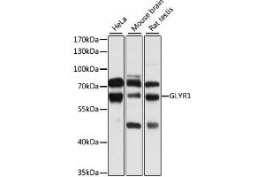Western blot analysis of extracts of various cell lines, using GLYR1 antibody.