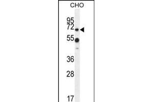 ZUFSP Antibody (N-term) (ABIN654610 and ABIN2844310) western blot analysis in CHO cell line lysates (35 μg/lane). (ZUFSP Antikörper  (N-Term))