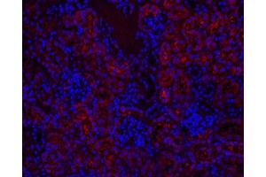 Immunofluorescence analysis of paraffin-embedded mouse kidney using CYCS Polyclonal Antibody at dilution of 1:500.