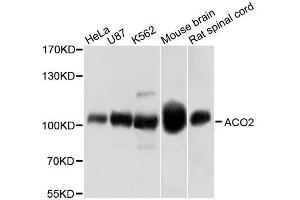 Western blot analysis of extracts of various cell lines, using ACO2 antibody. (ACO2 Antikörper  (AA 501-780))