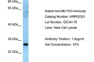 Western Blotting (WB) image for anti-Muted Homolog (MUTED) (C-Term) antibody (ABIN2789438) (MUTED Antikörper  (C-Term))