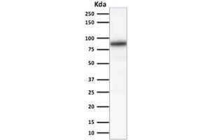 Western Blotting (WB) image for anti-Calnexin (CANX) antibody (ABIN4949485)