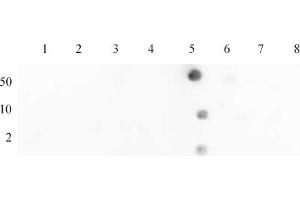 Histone H4 acetyl Lys12 antibody (pAb) tested by dot blot analysis.