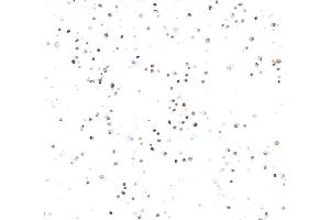 Immunocytochemistry (ICC) image for anti-Topo IIalpha (AA 650-700) antibody (ABIN7795794)