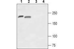Western Blotting (WB) image for anti-Sodium Channel, Voltage-Gated, Type X, alpha Subunit (SCN10A) (AA 1173-1188), (Extracellular) antibody (ABIN7043655)