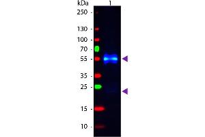 Western Blot of Fluorescein conjugated Donkey anti-Rabbit IgG secondary antibody. (Esel anti-Kaninchen IgG (Heavy & Light Chain) Antikörper (FITC) - Preadsorbed)