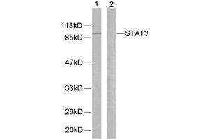 Western blot analysis of extracts from K562 cells using STAT3 (Ab-705) antibody (E021045). (STAT3 Antikörper)