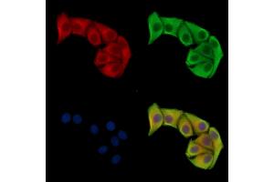 ABIN7096802 and ABIN7100868 staining Hela cells by IF/ICC. (TSKS Antikörper)