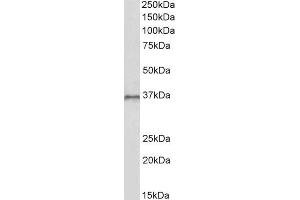 ABIN1590075 (1 µg/mL) staining of HepG2 lysate (35 µg protein in RIPA buffer).
