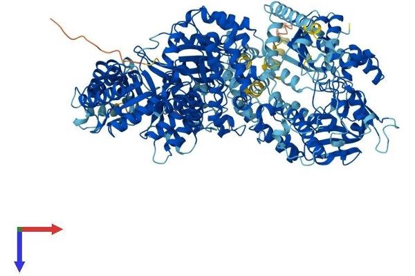 MTR Protein (AA 1-1265) (His tag)