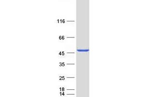 Validation with Western Blot