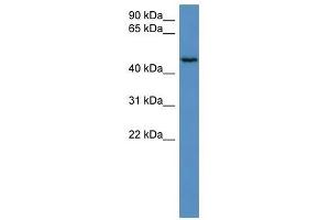 HAUS8 antibody used at 0. (NYS48/HAUS8 Antikörper  (N-Term))