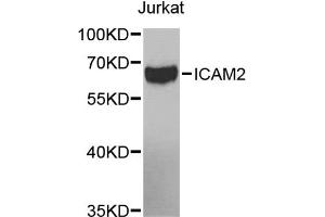 Western blot analysis of extracts of Jurkat cells, using ICAM2 antibody (ABIN5971070) at 1/1000 dilution. (ICAM2 Antikörper)