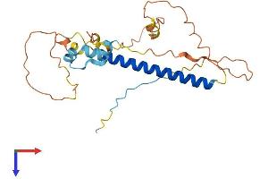 Chromosome 1 Open Reading Frame 190 (C1orf190) (AA 1-239) protein (His tag)