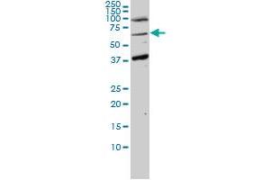 ASPSCR1 monoclonal antibody (M01), clone 3D10-1D11 Western Blot analysis of ASPSCR1 expression in Hela NE (ASPSCR1 Antikörper  (AA 1-553))