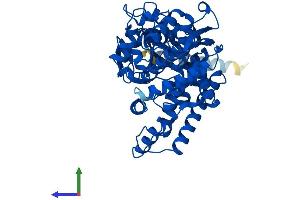 Protein Structure (PS) image for Cytochrome P450, Family 2, Subfamily A, Polypeptide 6 (CYP2A6) (AA 1-494) protein (His tag) (ABIN7546669)