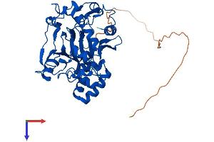 JMJD6 Protein (AA 1-403) (His tag)