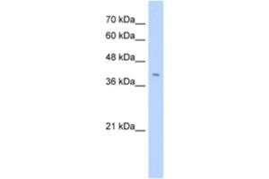 Western Blotting (WB) image for anti-Fibronectin Type III Domain Containing 3B (FNDC3B) antibody (ABIN2463291) (FNDC3B Antikörper)
