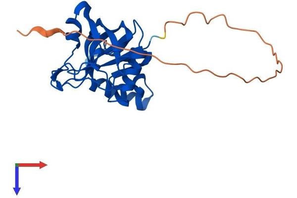 THYN1 Protein (AA 1-225) (His tag)