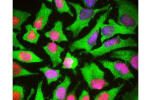 HeLa cells stained with HSBP1 antibody (green), and counterstained with monoclonal antibody to High mobility Group B protein 1 (HMGB1, red) 1F3 and DNA (blue). (HSBP1 Antikörper)