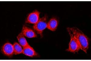 IF analysis of RPL29 using anti-RPL29 antibody (ABIN7600993). (RPL29 Antikörper  (AA 27-153))