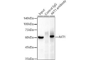 Immunoprecipitation analysis of 300 μg extracts of MCF7 cells using 3 μg  antibody (ABIN7271243). (AKT1 Antikörper)