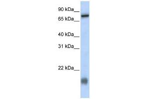 C21ORF13 antibody used at 1 ug/ml to detect target protein. (LCA5L Antikörper  (N-Term))