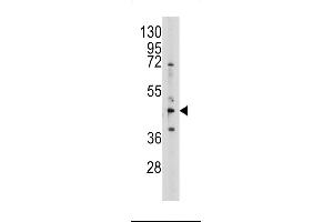 Western blot analysis of anti-AHCY Pab (ABIN389201 and ABIN2839361) in 293 cell line lysates (35 μg/lane). (AHCY Antikörper  (N-Term))