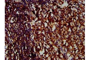 IHC image of ABIN7158264 diluted at 1:400 and staining in paraffin-embedded human tonsil tissue performed on a Leica BondTM system. (LILRB1 Antikörper  (AA 483-650))