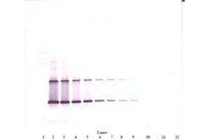 Image no. 1 for anti-Ciliary Neurotrophic Factor (CNTF) antibody (ABIN1497554) (CNTF Antikörper)