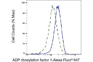 Validation of ADP ribosylation factor 1 knockdown using flow cytometry. (Rekombinanter ARF1 Antikörper)
